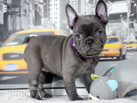 Bulldog Francés puppy
