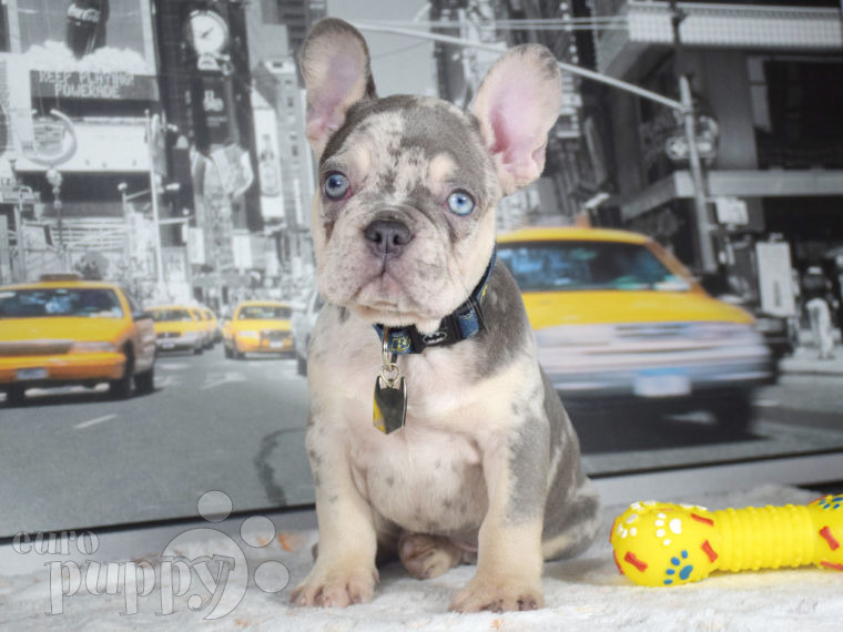 Französische Bulldogge puppy