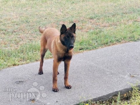 Belgian Malinois puppy