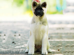 Akita Americano cachorro