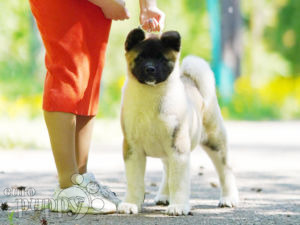 American Akita puppy