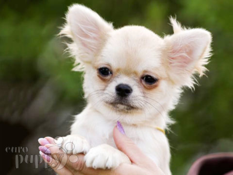 Chihuahua puppy
