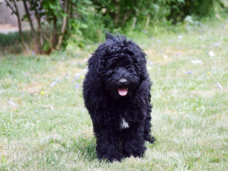 Puli puppy