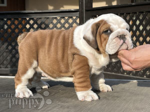 Englische Bulldogge puppy