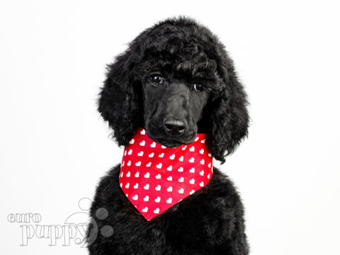 Caniche puppy