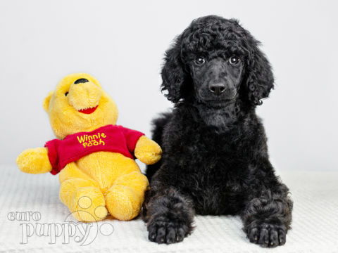 Standard Poodle puppy