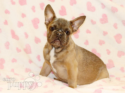 French Bulldog puppy