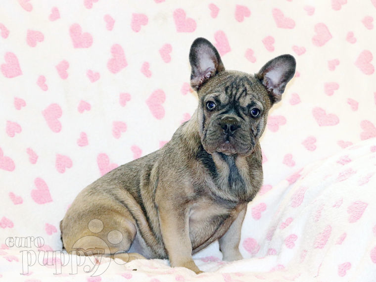 Bulldog Francés puppy
