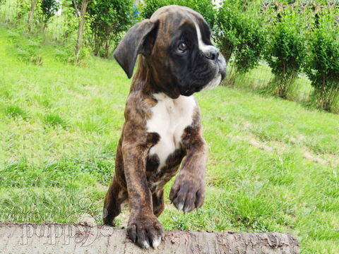 Boxer puppy