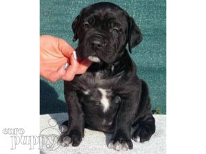 Mastín Italiano puppy