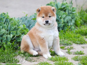 Shiba Inu puppy