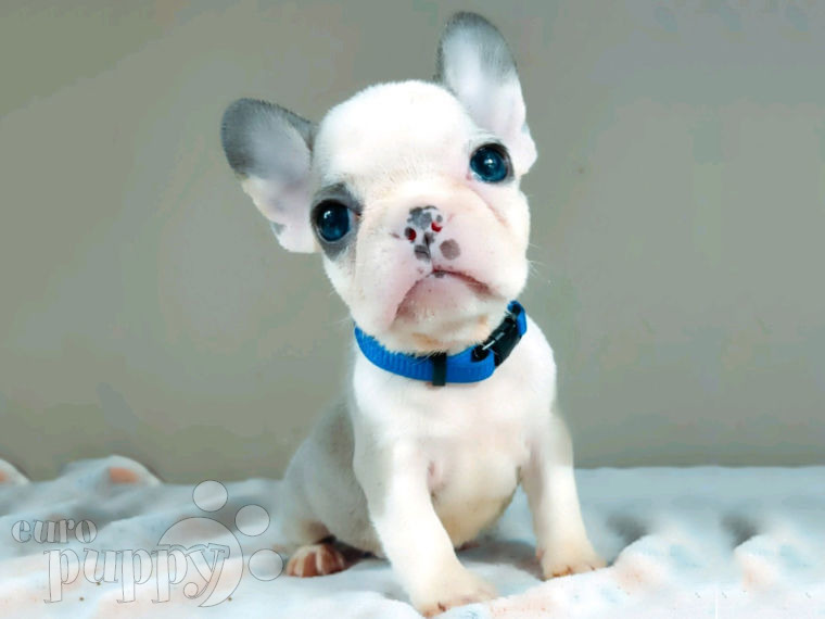 French Bulldog puppy