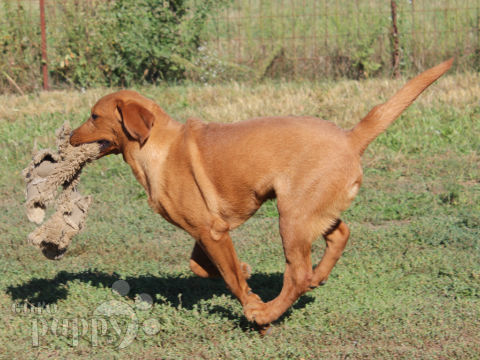 Labrador Retriever cachorro en venta