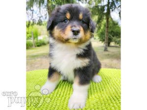 Australian Shepherd puppy