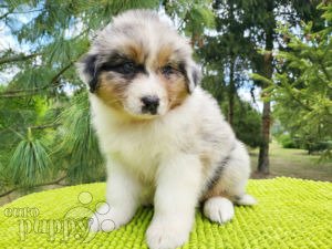 Australian Shepherd puppy