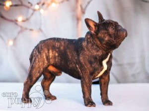 Bulldog Francés cachorro en venta