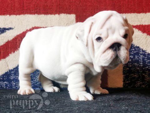 English Bulldog puppy
