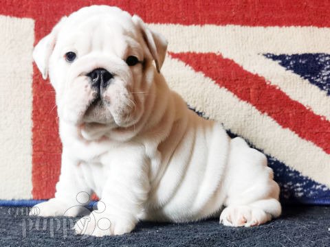 English Bulldog puppy for sale