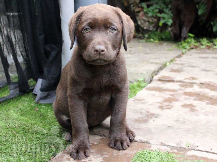 Labrador Retriever puppy