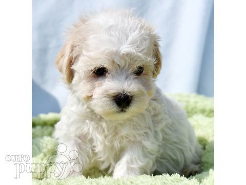 Havaneser puppy
