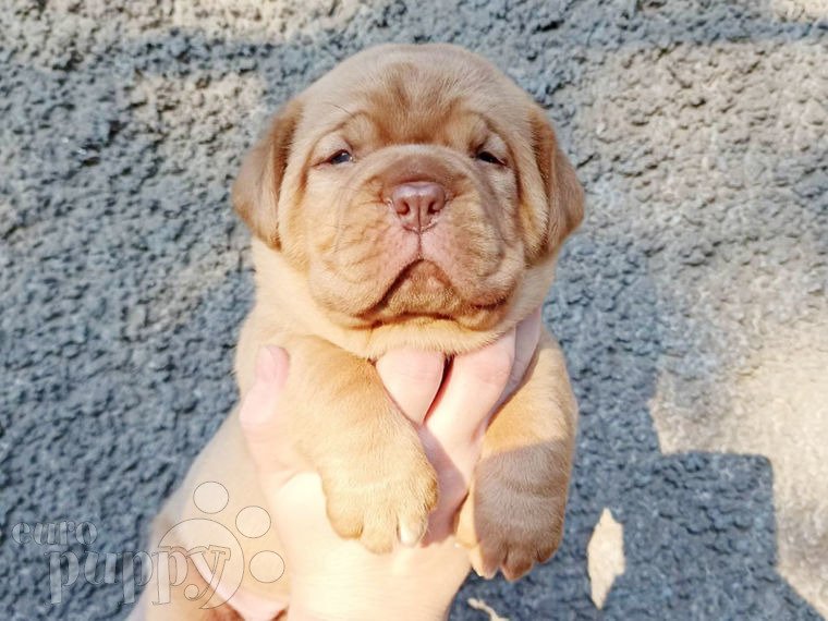 Dogo de Burdeos puppy