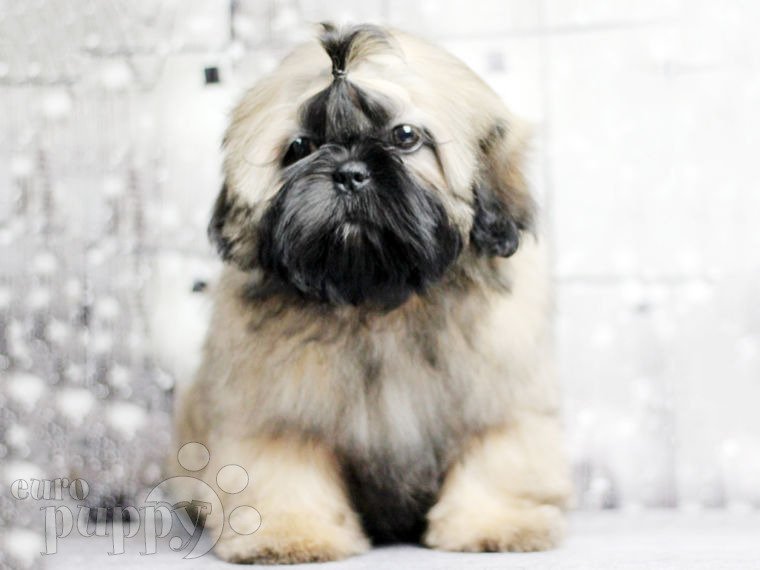 Shih Tzu puppy