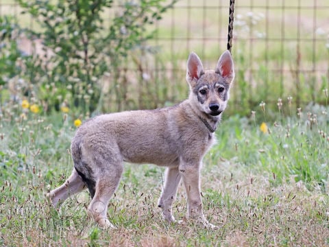 Czechoslovakian Wolfdog welpen kaufen