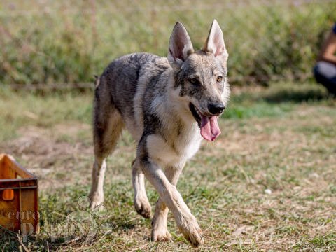 Wolf dog german shepherd puppies cheap for sale