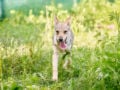 Czechoslovakian Wolfdog cachorro en venta