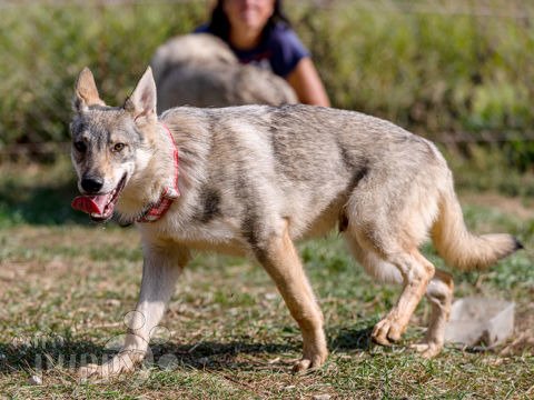 Czechoslovakian wolfdog for store sale