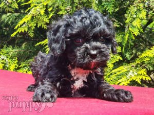 Cavapoo puppy