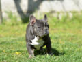 Bulldog Francés puppy