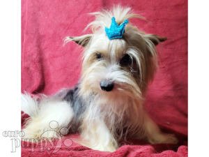 Biewer Yorkie puppy