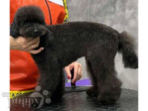 Toypudel puppy