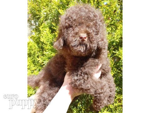 Toy Poodle puppy
