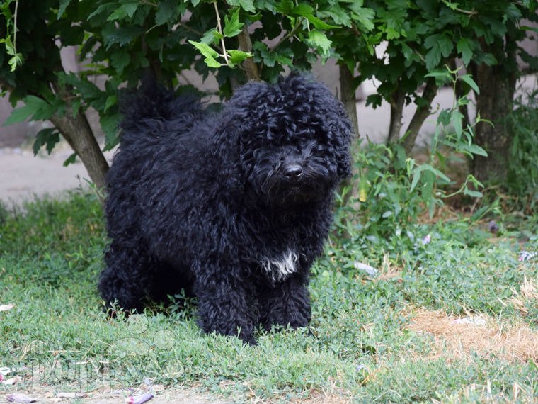 Puli Welpen