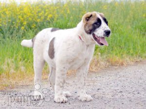 can a central asian shepherd dog live in afghanistan