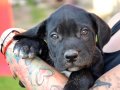 Cane Corso Italiano Welpen