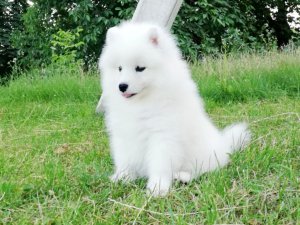 Samoyedo cachorro