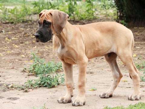 Deutsche Dogge Welpen