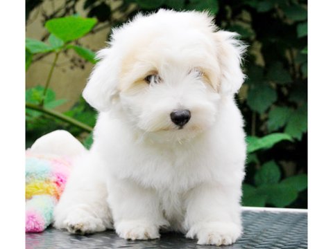 Coton de Tulear puppy