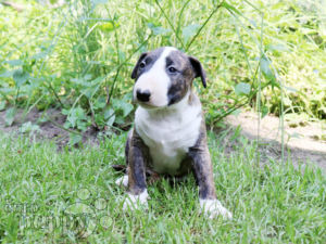 Bull Terrier puppy