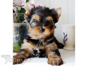 Yorkshire Terrier puppy