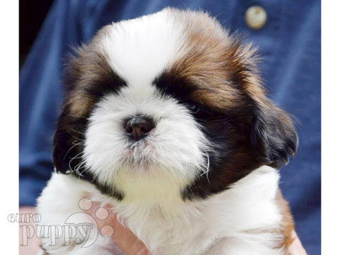 Shih Tzu Welpen