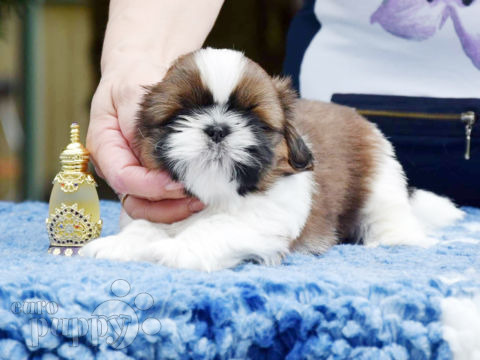 Shih Tzu puppy