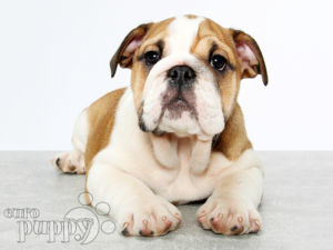 Bulldog Inglés puppy