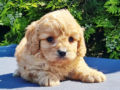Cavapoo Welpen