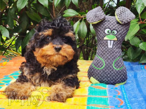 Cavapoo Welpen