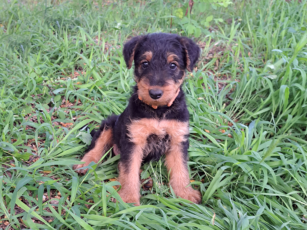 can a airedale terrier live in aruba