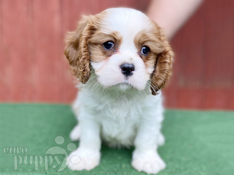 Cavalier King Charles Spaniel Welpen